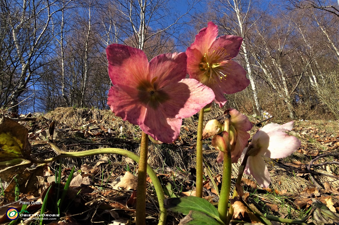 23 Ellebori (Helleborus niger).JPG